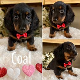 Coal - AKC - Black and tan male Dachshund puppy in Kemp, Texas from Koli Acres
