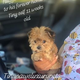 Biewer Terrier, Yorkipoo, and Yorkshire Terrier Puppies from Tiny Paws Luxury Pets
