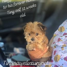 Biewer Terrier, Yorkipoo, and Yorkshire Terrier Puppies from Tiny Paws Luxury Pets