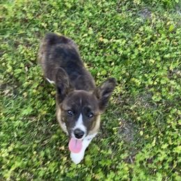 Maizey - American Corgi