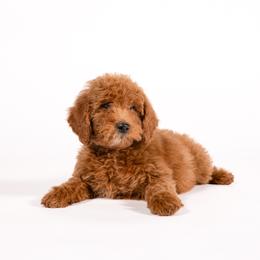 Stanley - Red  male Goldendoodle puppy in Payson, Utah from Country Sky Doodles
