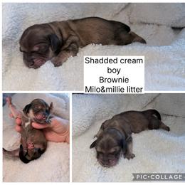 Brownie - Cream male Dachshund puppy in Fort Worth, Texas from The Holloway Dachshunds