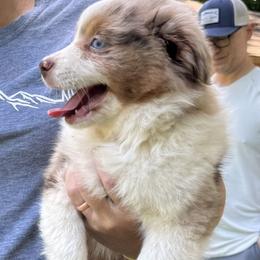 Nuget - Red merle female Miniature American Shepherd puppy in Camdenton, Missouri from Sunset Ridge Aussies