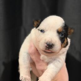 Bambi - Blue mottled female Australian Cattle Dog puppy in Rosharon, Texas from 4Surge Cattle Dogs