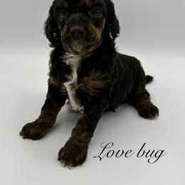 Lovebug - Phantom male Poodle puppy in Wheatland, California from Sapphire Ridge Poodles