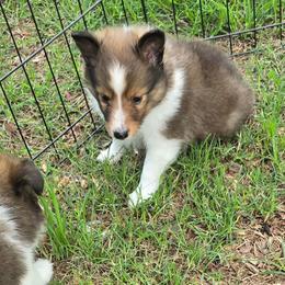Trixie 1 - White and sable male Shetland Sheepdog puppy in Caldwell, Texas from Candyce Witte