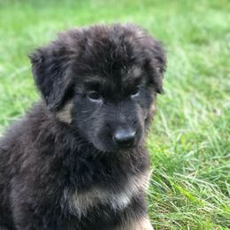 German Shepherd Puppies from Lisa Duchesneau