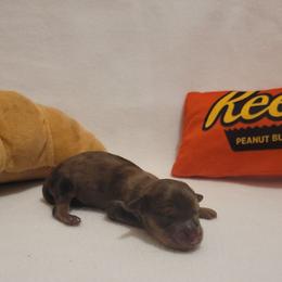 Oatmeal (chiweenie) - Dapple male Dachshund puppy in Pinson, Alabama from Sweet Honey Bunn Hounds