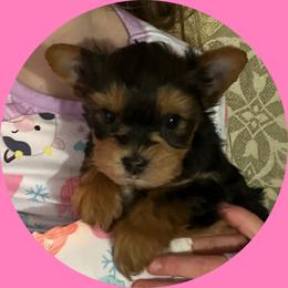 AKC Mia - Black and tan female Yorkshire Terrier puppy in Bonney Lake, Washington from Enchanted Yorkies