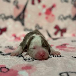 PUDDING - Fawn and white female Sheepadoodle puppy in Riverside, California from Downtown Doodles & Frenchies