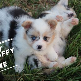 Yancy - Blue merle and white male American Corgi puppy in Stilwell, Oklahoma from Barton Farms Corgis