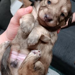 Shaded red female - Red female Dachshund puppy in Springdale, Washington from TNT MINI DACHSHUNDS