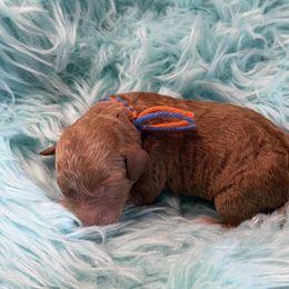 Orange - Red  male Goldendoodle puppy in Boise, Idaho from Goldendoodle Baby