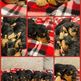 Rudy - Black and tan male Welsh Terrier puppy in Licking, Missouri from Bean Creek Dachshunds & Terriers