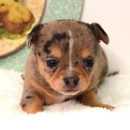 Odin - Blue merle male Chihuahua puppy in Clinton, Missouri from RockyTop Hearts