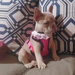 Girl 1 - female French Bulldog puppy in Blueridge, Georgia from Limited Edition Bulldogs