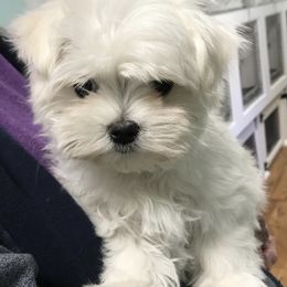 Maltese Puppies from Kristy Humphries