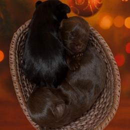 Yorkshire Terrier puppies from Rainbow Bliss Yorkies