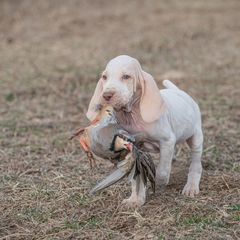 Bracco Italiano, German Shorthaired Pointer, and Vizsla Puppies from Nosam Kennels- Vizslas, German Shorthairs & Braccos- Kentucky