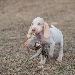 Bracco Italiano, German Shorthaired Pointer, and Vizsla Puppies from Nosam Kennels- Vizslas, German Shorthairs & Braccos- Kentucky
