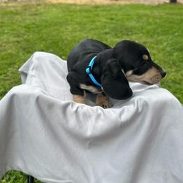 Hank - Black and cream male Dachshund puppy in Stilwell, Oklahoma from Mountain Top Dachshunds
