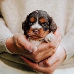 Red collar - Merle female Cockapoo puppy in Missoula, Montana from Big Sky Cockapoos