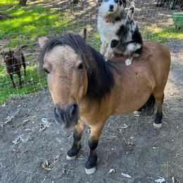 Miniature Australian Shepherd Puppies from Dusty Dogs Miniature Australian Shepherds