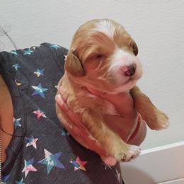 Rex - Apricot male Goldendoodle puppy in Milwaukwe, Wisconsin from Wisconsin Doodles