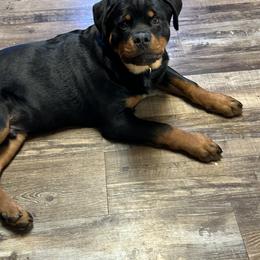 Coton de Tulear, Rottweiler, and Shih Tzu Puppies from Vom Hause Noble Rottweilers and Shih Tzu