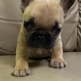 French Bulldog Puppies from FOSTERS FRENCHIES