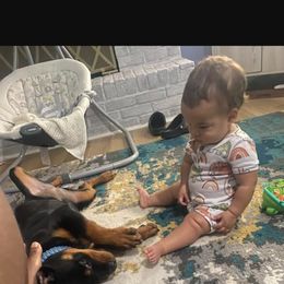 Rottweiler Puppies from S.L Rottweilers