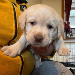 Labrador Retrievers from Sunny Hill Farm Labradors