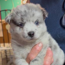 Galaxy - Merle female Pomsky puppy in Spring Hill, Florida from PDQ Pomskies