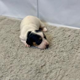 Pebbles - Piebald female Dachshund puppy in Nederland, Louisiana from M & M Pups