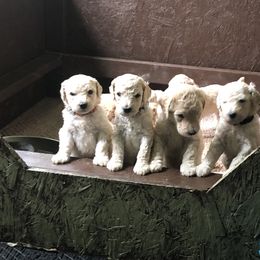 Poodle Puppies from Hidden Treasures Farm LLC