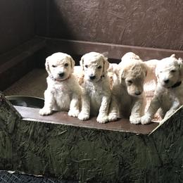 Poodle Puppies from Hidden Treasures Farm LLC