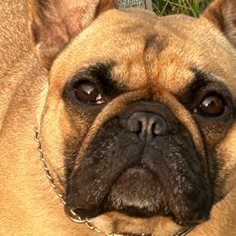 Fancy - French Bulldog