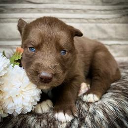 Beau - Red and white male Siberian Husky puppy in Union Grove, Alabama from Southern Siberian Life