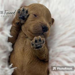 Goldendoodle Puppies from True Friend Doodles
