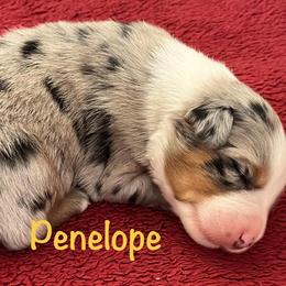 Penelope - Blue merle female Australian Shepherd puppy in Lebanon, Oregon from Mt. Hope Aussies