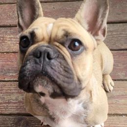 Companion Crosses and French Bulldogs from Blue’s Frenchton’s and  Frenchie’s