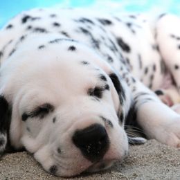 Dalmatian Puppies from Westview Dalmatians