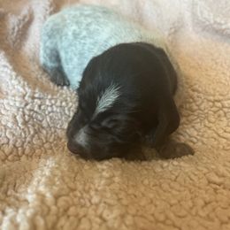 Wirehaired Pointing Griffon Puppies from Hall's TX Griffons