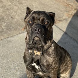 Freyja - Cane Corso