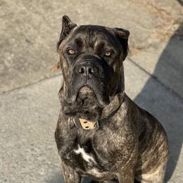 Freyja - Cane Corso