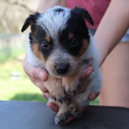 Nyx - Blue female Australian Cattle Dog puppy in Colbert, Oklahoma from LoveAHeeler