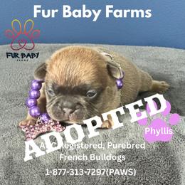 Phyllis - Blue fawn female French Bulldog puppy in Michigan from Fur Baby Farms