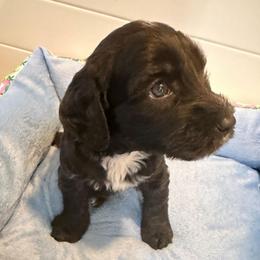 Bonnie - Chocolate female Australian Labradoodle puppy in Orange, California from Little Kingdom Doodles
