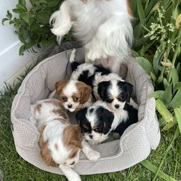 Cavalier King Charles Spaniel, Dachshund, and German Shepherd Puppies from Saffron