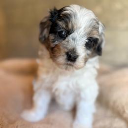 Kit - Silver male Havapoo puppy in Roseburg, Oregon from Sharon’s Sheepadoodle’s